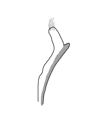 Choragus aurolineatus